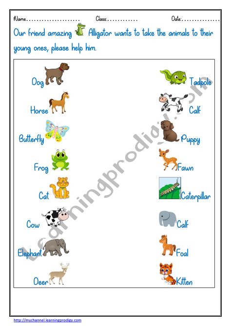 In this worksheet you have to match the animals to their young ones. Its a simple easy matching worksheet.  Pictures are added to make the worksheet look interesting and colorful.  To Download in PDF Explore 👉learningprodigy .com Animals And Their Young Ones, Evs Worksheet, English Opposite Words, First Grade Reading Comprehension, Logical Reasoning, English Activities For Kids, Matching Worksheets, Animal Worksheets, Animal Babies