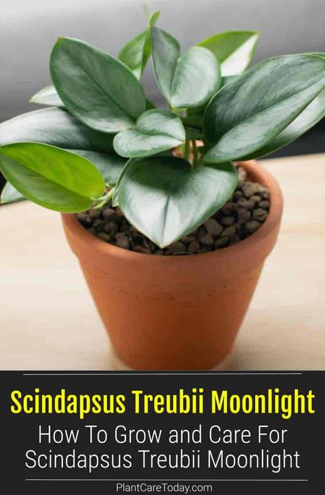 Scindapsus Treubii Moonlight is an attractive easy-to-grow climbing plant. Learn how to grow and care for your Scindapsus Moonlight. Scindapsus Moonlight, Scindapsus Treubii Moonlight, Treubii Moonlight, Succulent Potting Mix, Mealy Bugs, Houseplant Care, Orchid Bark, House Plant Care, Climbing Plants