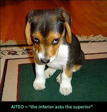 Do to Others as You Would . . . Baby Surf, Pocket Beagle, Bulldog Breeds, Guilty Dog, Cute Beagles, Dog Quotes Funny, Indoor Dog, Beagle Puppy, Beagle Dog