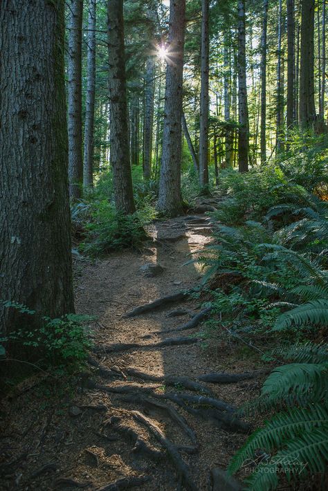 Ripple Rock Trail, Campbell River, BC by Lisa Bettany Forests Aesthetic, Bc Aesthetic, Bc Forest, Ted Kaczynski, Campbell River Bc, Hiking Inspiration, Bc Wedding, Campbell River, Outdoor Aesthetic