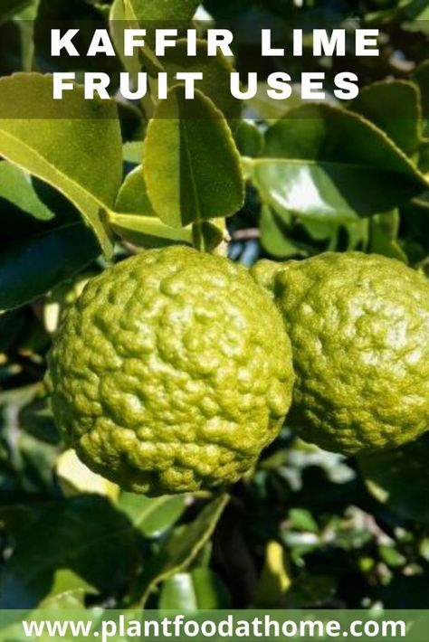 Kaffir Lime Leaves Recipes, Kaffir Lime Recipes, Kaffir Lime Plant, Lime Dessert Recipes, Lime Uses, Lime Marmalade, Halal Snacks, Lime Fruit, Lime Pickles