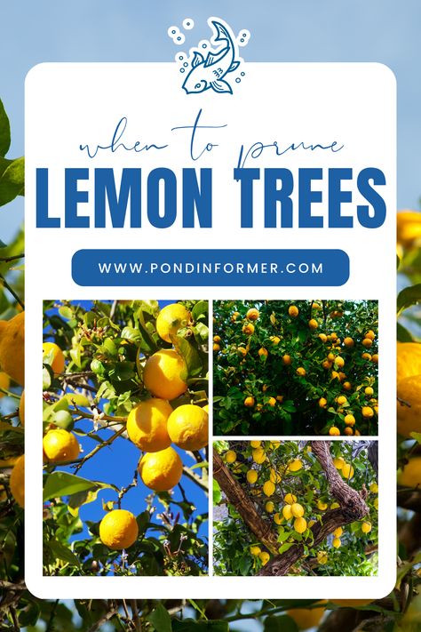 Unlock the secret to a bountiful lemon harvest with proper pruning! Early spring and late summer are key times to prune for vigorous growth and plentiful fruit. Discover our tips for effective lemon tree pruning.

#LemonTreePruning #GardeningTips #Pruning #GardenMaintenance #Gardening #TreeCareGuide #PlantCareGuide #OptimalPruning #LemonTree #Lemon #PruneLemonTree #PruningLemon #PruningCare #TreeCare #Prune #PondInformer Prune Lemon Tree, When To Prune Roses, Pruning Roses, Productive Garden, Pond Aerator, Lemon Trees, Floating Plants, Tree Pruning, Perennial Shrubs