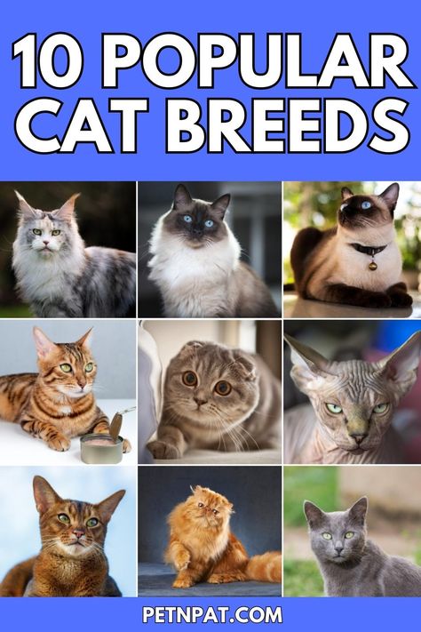 popular cat breeds Russian Blue Persian Cat, Most Popular Cat Breeds, Popular Cat Breeds, Pet Essentials, British Shorthair Cats, Abyssinian, Scottish Fold, British Shorthair, Russian Blue