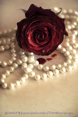 Lovely pearls♥♥ Single Red Rose, Pearl Shoes, Pearl And Lace, Ivory Pearl, Sweet Fragrances, Elegant Flowers, Rose Wallpaper, Vintage Bride, Beautiful Roses