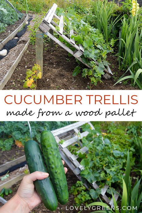 Pallet Trellis For Garden, Pallet Garden Fence, Pallet Trellis, Growing Cucumbers Vertically, Cucumber Trellis Diy, Lovely Greens, Spacious Backyard, Wire Trellis, Veggie Gardens