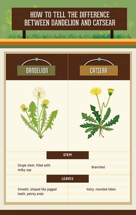 Dandelion Guide: How to Spot a Dandelion vs Catsear How To Grow Dandelions Indoors, Dandelion Properties, How To Grow Dandelions, Picking Dandelions, Dandelion Uses, Dandelion Garden, Health Herbs, Dandelion Benefits, Edible Weeds