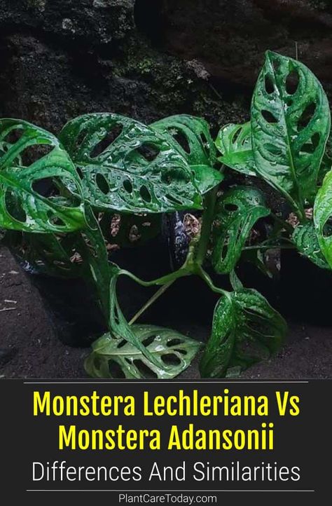 Monstera Lechleriana and Monstera Adansonii are both vining epiphytes often confused for each other. Learn the similarities and differences between the two. Monstera Lechleriana, Houseplant Care, Monstera Adansonii, Cheese Plant, Similarities And Differences, House Plant Care, How To Grow Taller, Small Leaf, Photosynthesis