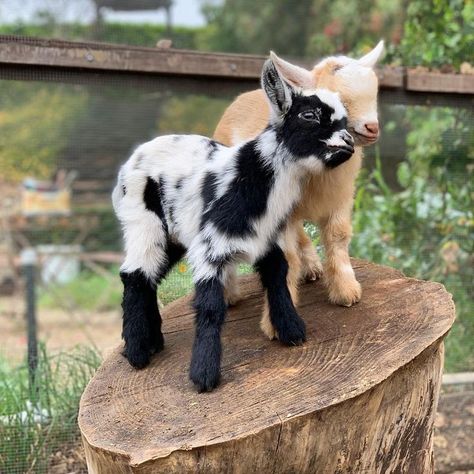 Miniature Goats, Mini Goats, Pygmy Goat, Cute Goats, Cute Animals Puppies, Animals Friendship, Baby Goats, Super Cute Animals