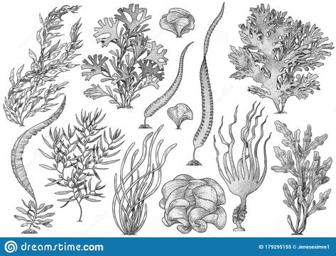 Pelican Tattoo, Coral Drawing, Jellyfish Illustration, Underwater Plants, Collection Illustration, Balloon Illustration, Steven Universe Drawing, Sea Plants, Bee Illustration