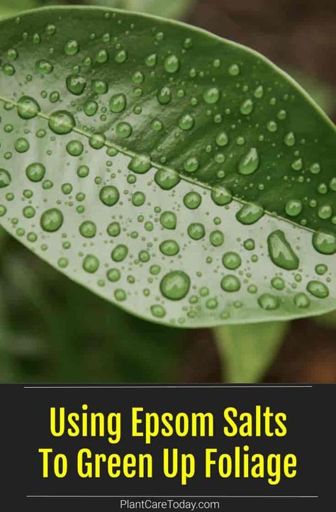 Diy Foliar Spray, Epsom Salt For Plants Houseplants, Epsom Salt For Tomatoes, Epsom Salt For Plants, Silver Pothos, Plant Jungle, Epson Salt, Potted Palms, Foliar Spray