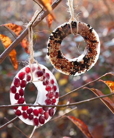 Frozen birdseed ornaments your feathered friends will love! #DIY Ice Ornaments, Ice Crafts, Bird Seed Ornaments, Holiday Birds, Bird Treats, Homemade Bird Feeders, Snow Activities, Diy Christmas Ornaments Easy, Diy Bird Feeder