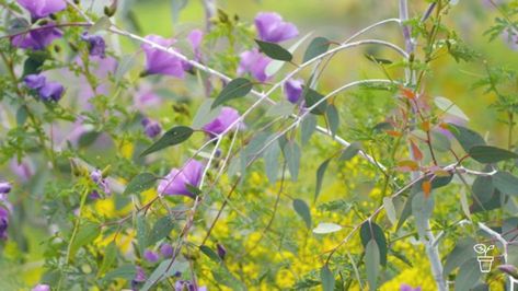 Woody Meadow - Fact Sheets - Gardening Australia - GARDENING AUSTRALIA Gardening Australia, Drought Tolerant Shrubs, Meadow Garden, Healthy Garden, Native Garden, Plant List, Fact Sheet, Visual Display, Urban Environment