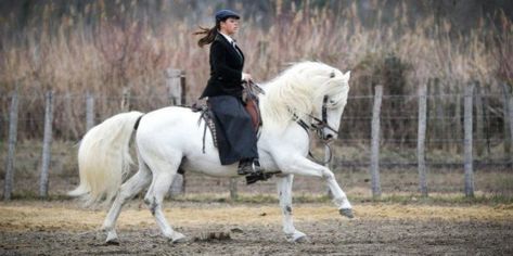 Camargue Horse, Pony Breeds, Types Of Horses, Horse Breeds, Wild Horses, Horse Lover, Beautiful Horses, Beautiful Creatures, Provence