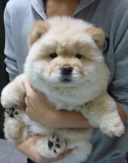 Perros Chow Chow, Chow Puppy, Chow Chow Puppy, Cutest Puppies, Airedale Terrier, Fluffy Dogs, Puppy Pictures, Cute Creatures, Chow Chow