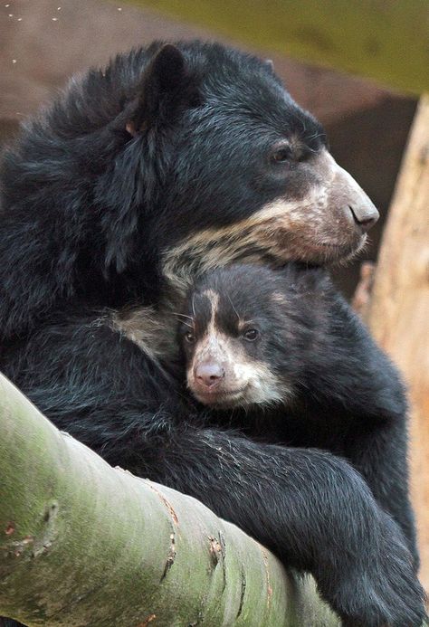 ภเгคк ค๓๏ Andean Bear, Short Faced Bear, Spectacled Bear, Black Bears, Paddington Bear, Animal Wildlife, Love Bear, African Elephant, Black Bear