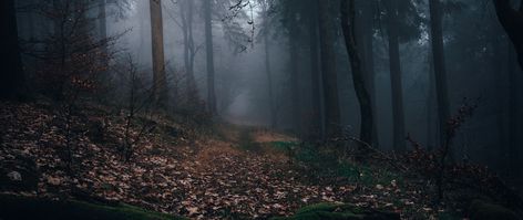 Download wallpaper 2560x1080 forest, fog, path, autumn, nature dual wide 1080p hd background Wallpaper Forest, Dark Forest Aesthetic, Woodland Wallpaper, 4k Wallpapers For Pc, Nature Background Images, Free Background Images, Nature Wallpapers, Forest Path, Technology Wallpaper