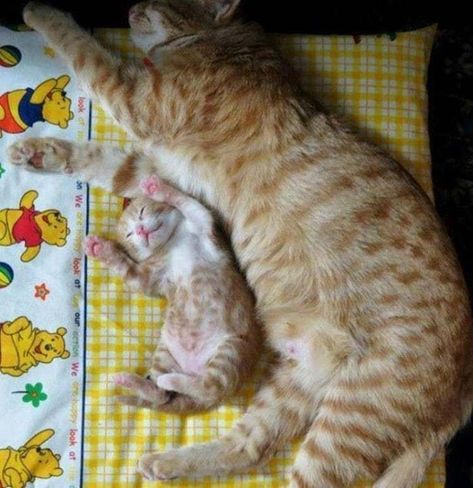 Slaap Lekker, Mother Cat, Mama Cat, Orange Cats, Baby Kittens, Here Kitty Kitty, Ginger Cats, Cute Cats And Kittens, I Love Cats