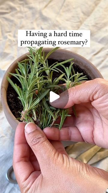 Resh Gala | Organic Gardener on Instagram: "Are you finding it hard to grow Rosemary from cuttings? Then you’ve got to try this game changing trick:👇

Place a clear plastic bag over your propagated rosemary to create a warm, humid environment. Remember, rosemary is a Mediterranean plant that loves moisture or humidity around its leaves, but not around its roots. 

Your rosemary cuttings will be super happy and roots will grow in no time! 

Let me know if you try this because it really does work! 

Happy gardening! 🪴

#rosemary #propagation #herbs #herbgarden #gardening #growyourfood #reshgala" How To Plant Rosemary, Rosemary Propagation, Planting Rosemary, Rosemary Cuttings, Rosemary From Cuttings, Rosemary Plant Care, Rooting Plants, Propagate Rosemary, Grow Rosemary