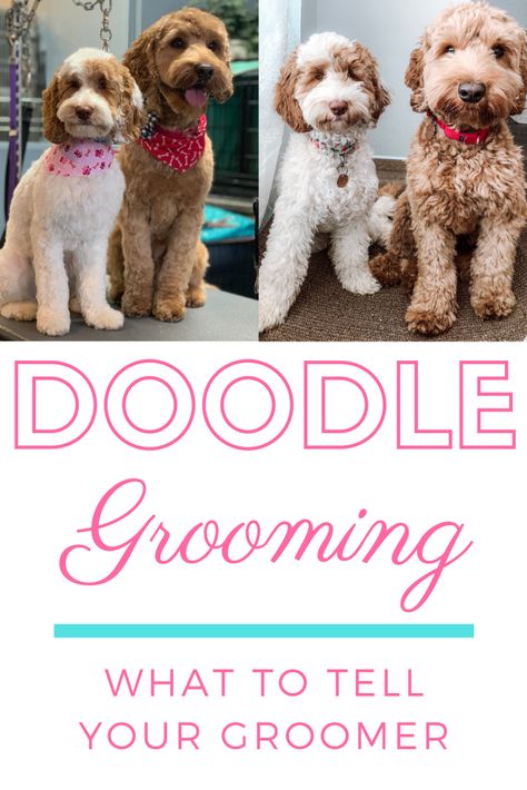 Aussiedoodle Puppy Haircut, Springerdoodle Grooming, Long Hair Labradoodle, Micro Mini Goldendoodle Haircut, Micro Goldendoodle Haircuts, Double Doodle Grooming, Labradoodle Puppy Haircut Style, Shaggy Goldendoodle Haircut, Goldendoodle Topknot