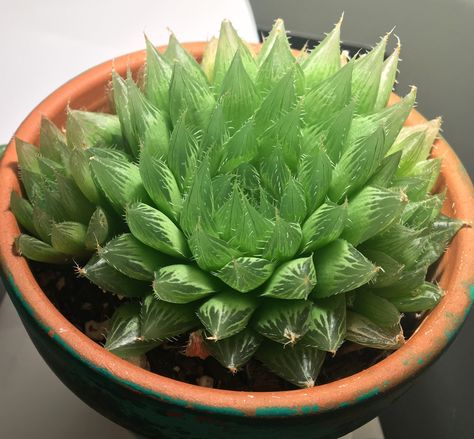 Haworthia Cooperi Haworthia Cooperi, Succulent Art, Succulent, Cactus, Plants, Art