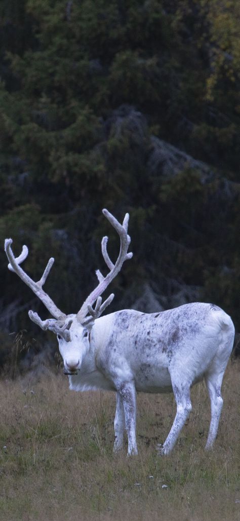 Animals Inspiration, White Moose, Snow Animals, White Reindeer, Pet Animals, Winter Animals, Creature Feature, Photo Projects, Amazing Facts