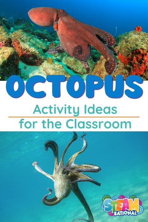 31+ Fun Educational Octopus Activities for Kids Octopus Stem Activities, Octopus Science Experiment, Octopus Activities For Kids, Octopus Art For Kids, Octopus Activities For Preschool, Octopus Kindergarten, Octopus Crafts For Kids, Octopus Activity, Octopus Activities