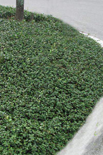 Asiatic Jasmine Minima - Cherrylake Asiatic Jasmine Ground Cover, Jasmine Ground Cover, Asiatic Jasmine, Foliage Garden, Ground Covers, Landscape Plants, Tropical Gardens, Tall Trees, Garden Yard Ideas