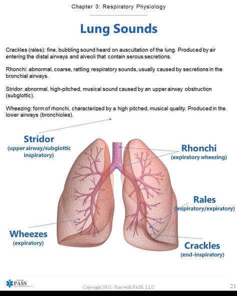 Lung Sounds Nursing, Nremt Study, Respiratory Therapy Notes, Paramedic Study, Respiratory Therapy Student, Emt Study, Medical Terminology Study, Lung Sounds, Medical Assistant Student