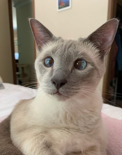 My boy Albus, lilac point siamese 💜 #siamese #cats #applehead #lilacpoint Siamese Cats Lilac Point, Lilac Point Siamese, Apple Head, Meow Meow, My Boy, Siamese Cats, Balinese, Cat Breeds, Love Of My Life