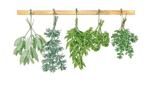 If there’s one thing we’ve learned from TV chefs, it’s the fresher the ingredients, the better. Find tips on growing and cooking with your own herbs here! Herbs Watercolor, Lavender Champagne, Herbs Illustration, Watercolor Herbs, Herb Art, Spring Dishes, Hanging Herbs, Tv Chefs, Financial Fitness