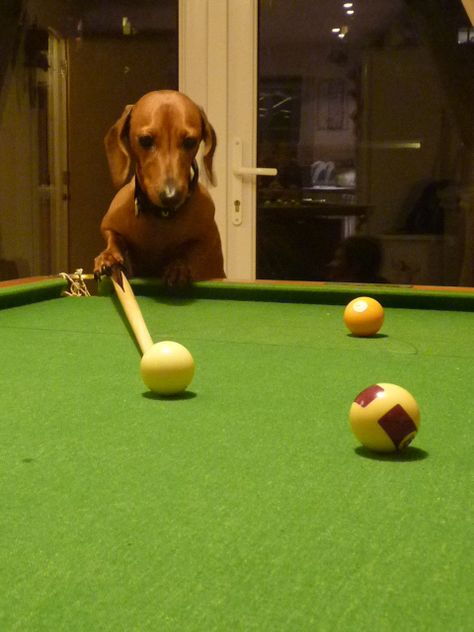 Chipolata playing pool Dogs Playing Pool, Cue Sports, Playing Pool, Dog Fun, Twenty Twenty, Play Pool, Billiards Pool, Bar Room, Sausage Dog