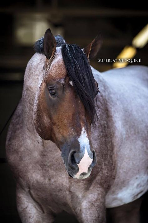 Quarter Horse Cavalo Palomino, Aqha Stallion, Quarter Horse Stallion, Aqha Horses, Saddle Rack, Horse Western, Equestrian Problems, Western Saddles, Famous Person