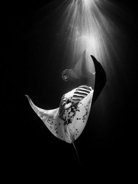 Manta Ray, In The Ocean, White Photo, The Ocean, A Black, Swimming, Black And White, Water, White