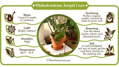 Philodendron Joepii is a rare plant from the Araceae family, teetering on the brink of extinction in South American jungles. This care guide offers essential tips for nurturing this unique philodendron in your home, ensuring its survival and propagation. Perfect for plant enthusiasts looking to preserve and care for an almost-extinct species. Unique Philodendron, Philodendron Joepii, Extinct Species, Philodendron Plant, White Flies, Spider Mites, Neem Oil, Organic Fertilizer, Plant Roots