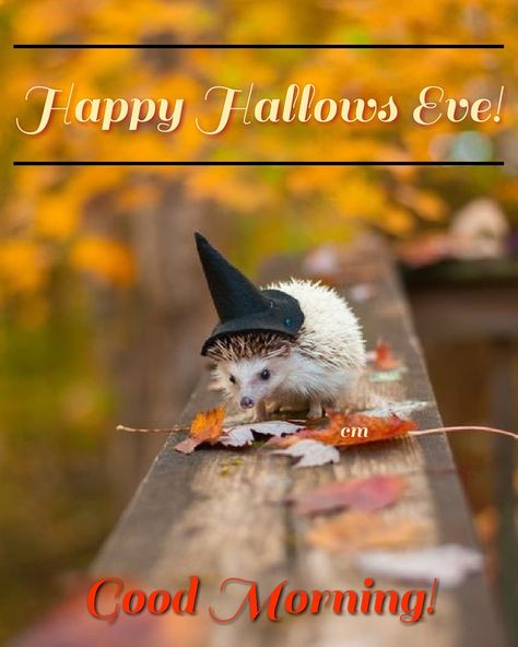 Good Morning! Happy Tuesday/Hallows Eve!  Enjoy! 🍁🦔 #hallowseve #allhallowseve #morning  #goodmorning #hedgehogart #good  #hedgehogs #happytuesday #happy #goodmorningpost #goodmorningworld #gm #gmw #tuesdaymotivation #tuesday #tuesdaymorning #falllove #fallleaves #costumes #halloweeneve #mischief Hedgehog Pet, Aesthetic Friends, A Hedgehog, Cute Hedgehog, Halloween Aesthetic, Sweet Animals, Black Hat, Cute Little Animals, In The Fall