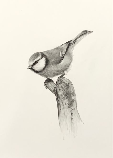 Graphite pencil drawing of a blue tit perched on a stump. Pencil Drawings Birds, Birds Sketches Pencil, Blue Bird Sketch, Birds Pencil Drawing, Bird Sketching, Watercolor Sparrow, Dinosaur Animation, Wildlife Sketches, Sparrow Tattoos