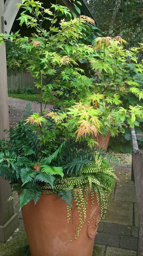 Fern planting in Containers - The British Pteridological Society Orange Dream, Acer Palmatum, Container Gardening Flowers, Summer Season, Bright Green, Container Plants, Lush, Curb Appeal, Container Gardening