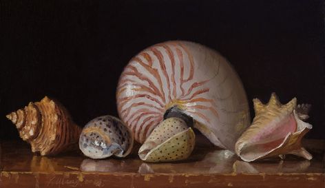 Shell Still Life, Natural Science Museum, Shell Animals, Dutch Still Life, Robert Mcginnis, Hyper Realistic Paintings, Seashell Painting, Painted Shells, Still Life Art