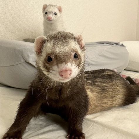 Ferrets Care, Baby Ferrets, Funny Ferrets, A Ferret, Pet Ferret, Cute Ferrets, Silly Cats Pictures, Pets 3, Cute Pokemon Wallpaper