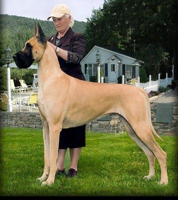 Great Dane Great Dane Mastiff, Cute Dog Costumes, Dane Puppies, Great Danes, Dane Dog, 강아지 그림, Great Dane Dogs, Dog Costumes, Dog Show