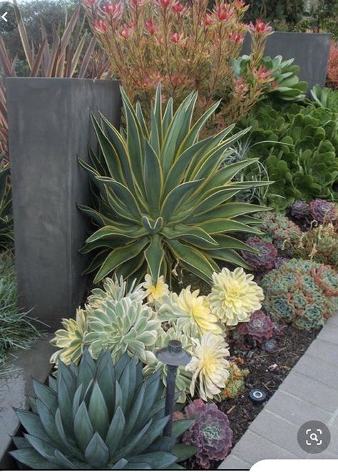 Succulent Landscape Design, Rogers Gardens, Drought Tolerant Garden, Garden Succulents, Succulent Landscaping, Succulent Garden Design, Drought Tolerant Landscape, نباتات منزلية, Succulent Gardening