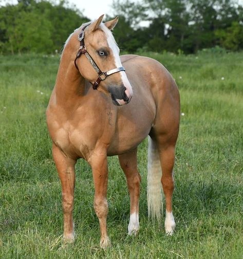 HORSES FOR SALE Horses For Sale Near Me, Rare Horse Colors, Grulla Horse, Rare Horses, Native American Images, Horses For Sale, Horse Coloring, Beautiful Horses, Our Love