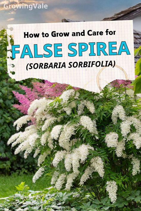 False Spirea Care False Spirea Shrub, False Spirea, Spirea Shrub, Hillside Gardening, Soil Types, Hillside Garden, Ornamental Plants, Types Of Soil, How To Grow