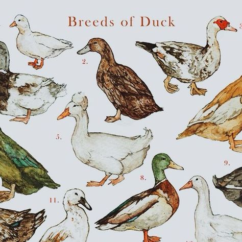 Duck Art Aesthetic, Cottagecore Duck, Ducks Drawing, Ducks Illustration, Drawing Insects, Student Inspiration, Duck Painting, Duck Breeds, Duck Stamp