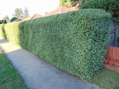 Pittosporum Silver Sheen, Pittosporum Tenuifolium, Fast Growing Evergreens, Evergreen Hedge, Screen Plants, Privacy Trees, Privacy Plants, Drought Resistant Plants, Hedging Plants