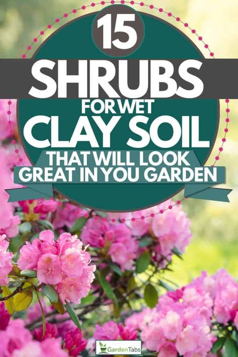 Best Plants For Clay Soil, Clay Soil Landscaping, Wet Soil Plants, Homestead Nursery, Amending Clay Soil, Clay Soil Plants, Shrubs For Borders, Rehab House, Planting In Clay