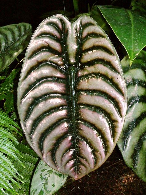 Alocasia Cuprea, Alocasia Plant, Elephant Ear Plant, Gothic Garden, Plants Are Friends, Leafy Plants, Unusual Plants, Garden Fountain, Tropical Foliage