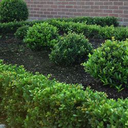 Ilex crenata 'Dark Green'`alternative to boxwood Ilex Crenata, Holly Shrub, Box Hedging, Edging Plants, Evergreen Hedge, Hedging Plants, Planting Ideas, Foundation Planting, Evergreen Plants