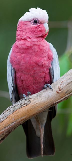 Pink And Grey Galahs, Pink And Grey Galah, Galah Painting, Huevember 2022, Grotti Lotti, Galah Bird, Pink Galah, Website Aesthetic, Galah Cockatoo