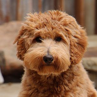 Our Australian Labradoodle Girls Labradoodle Full Grown, Australian Labradoodle Puppies, Labradoodle Puppies, Australian Labradoodle, Labradoodle Puppy, What Dogs, Labradoodle, Sweet Life, Family Pet